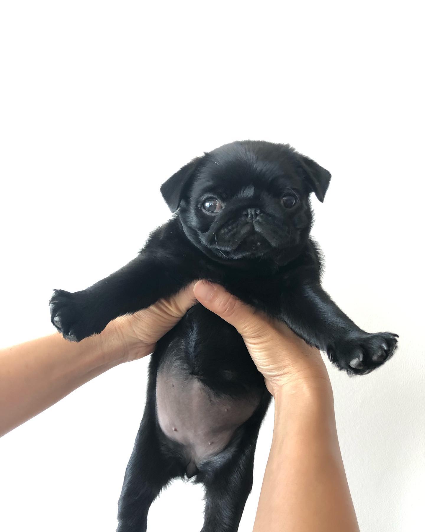 Beatrix Pug puppy