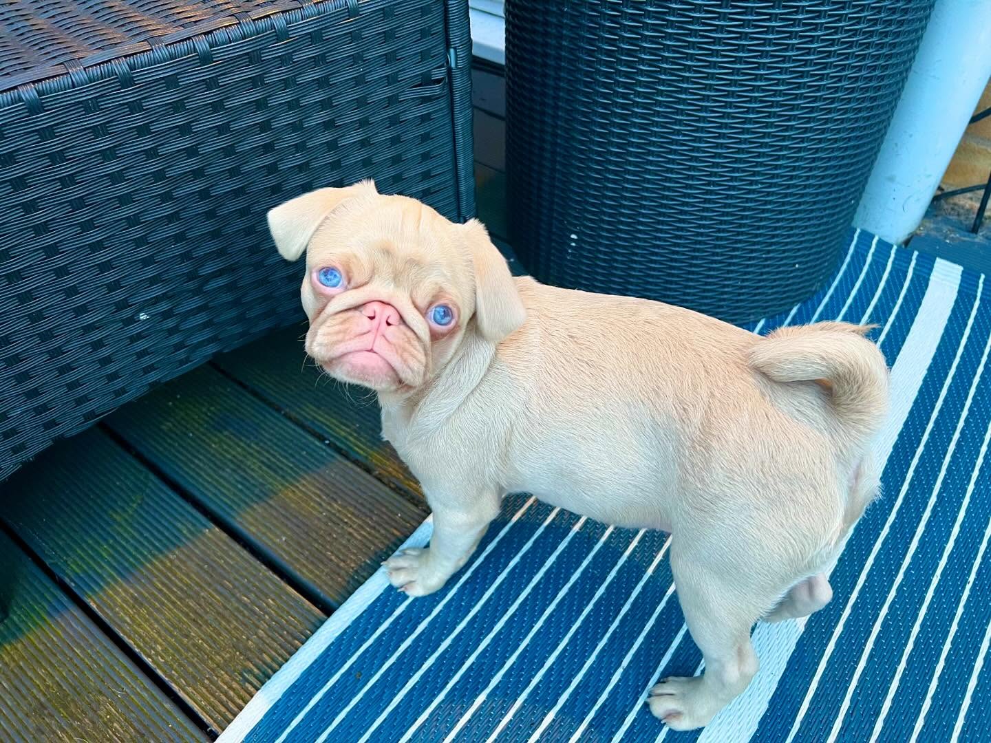 Ophelia Pug puppy