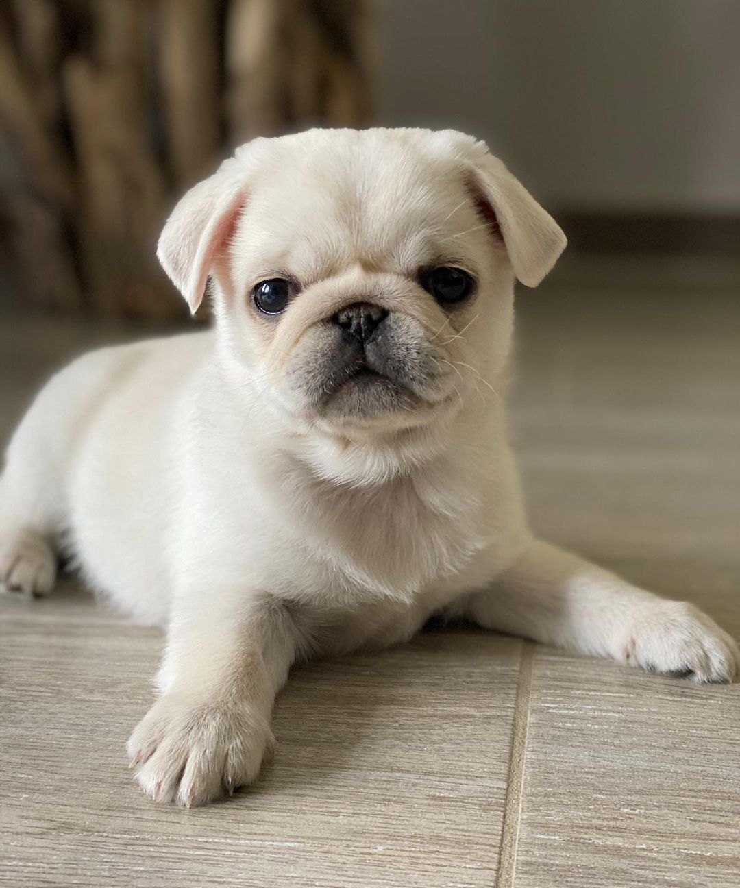 Sky Pug puppy