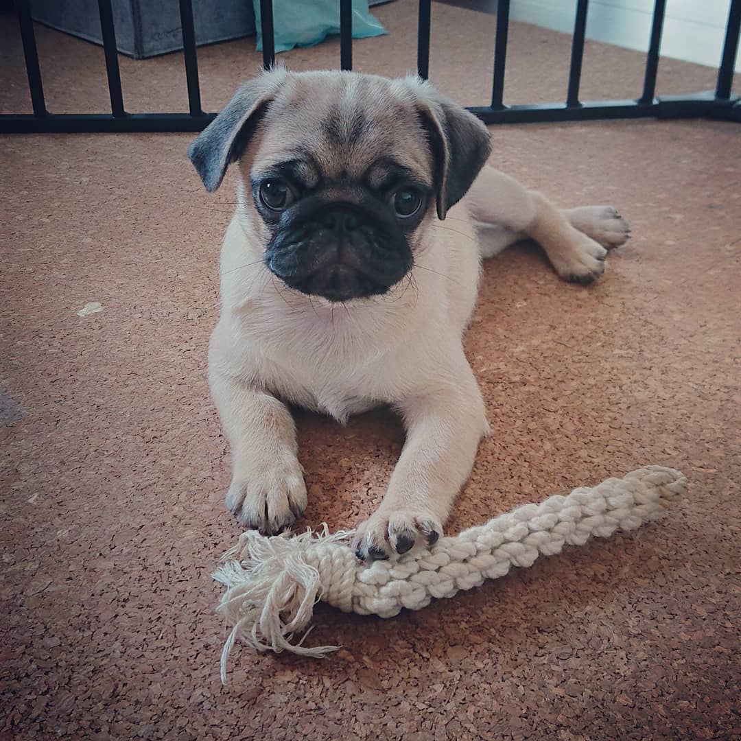Dango Pug puppy