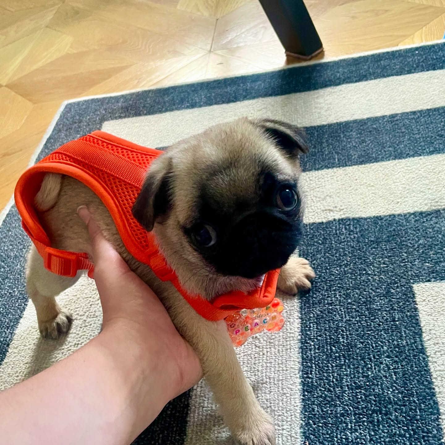 Peach Pug puppy