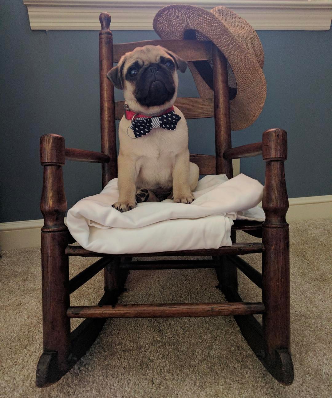 Winston Pug puppy