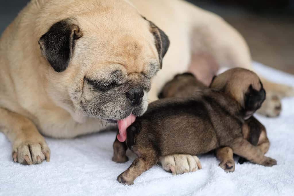Home Raised Pugs