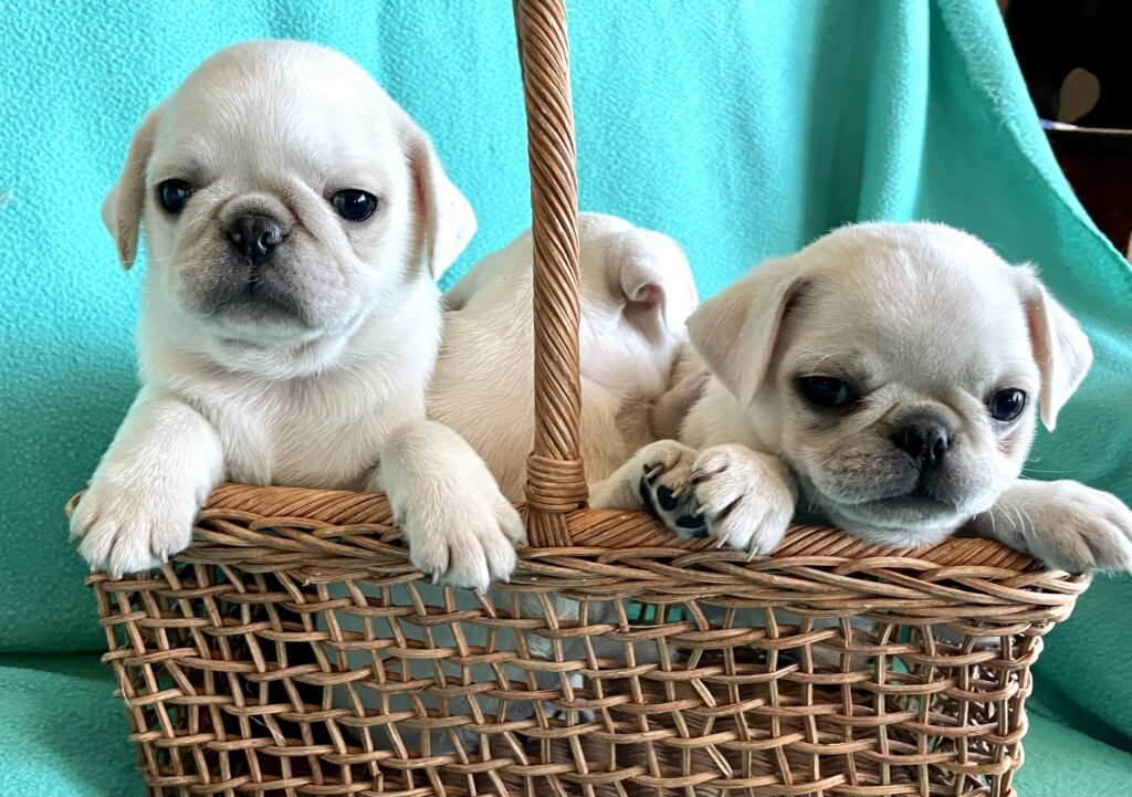 Caring Pug Breeder Guidance