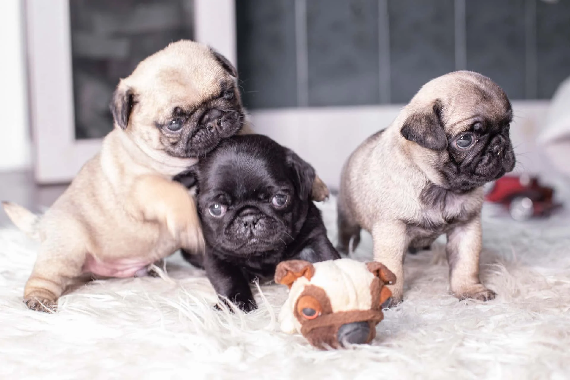 Michael Dawn Love Pug Puppies