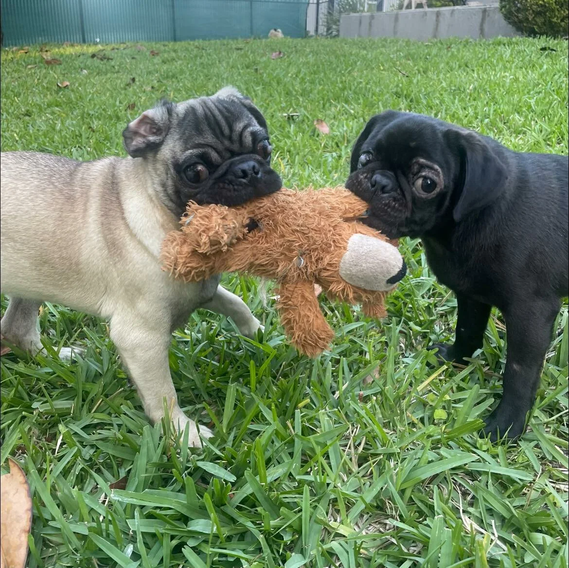 Michael Dawn Love Pug Puppies Nursery