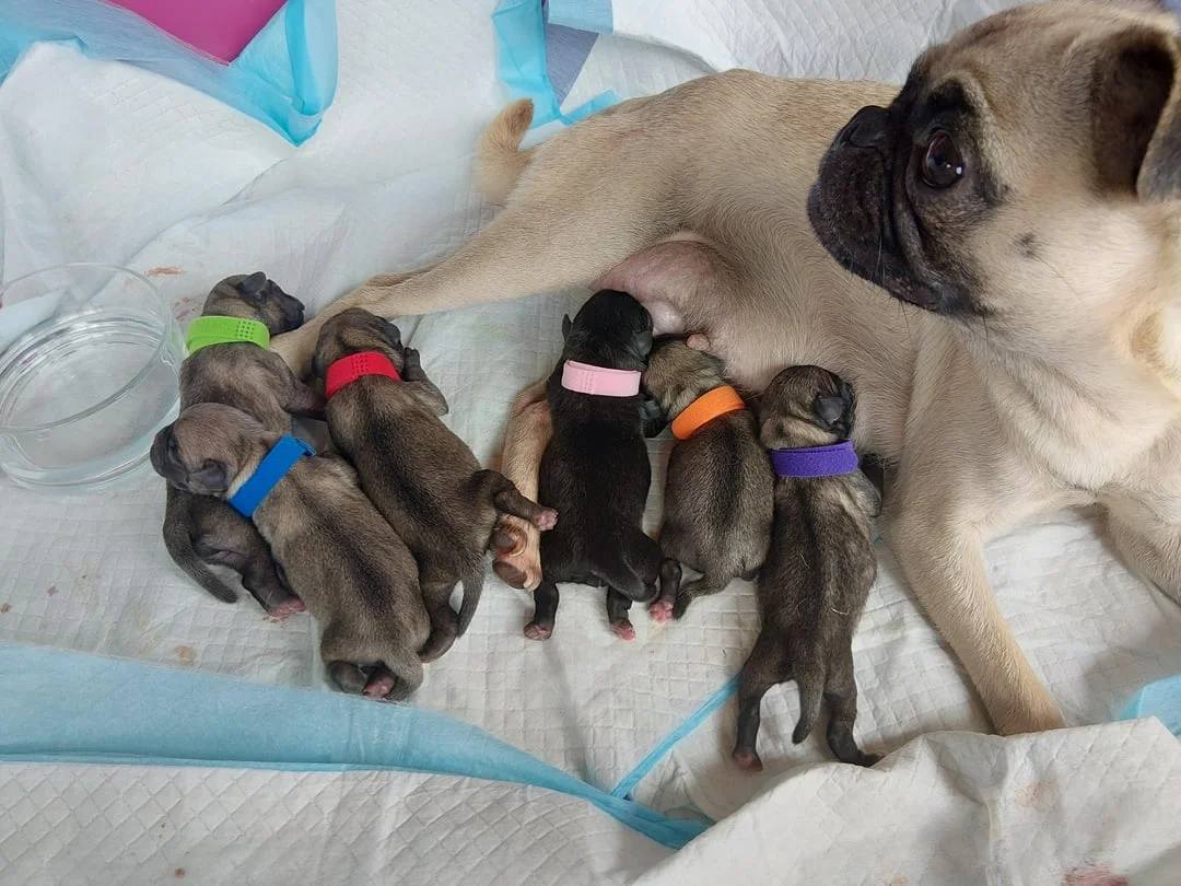 Safe Puppy Transport USA