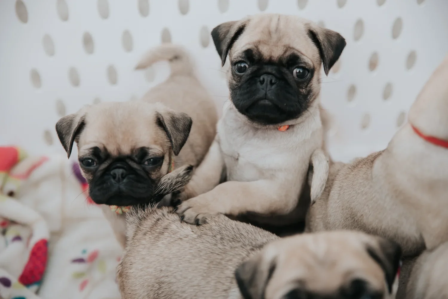 Purebred Pug Puppies USA